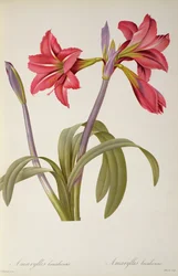 Amaryllis Brasiliensis, from 